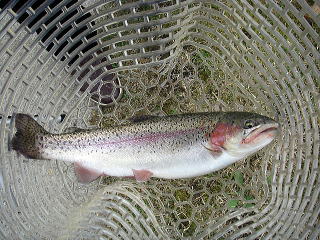 �`�l�P�P�F�R�U